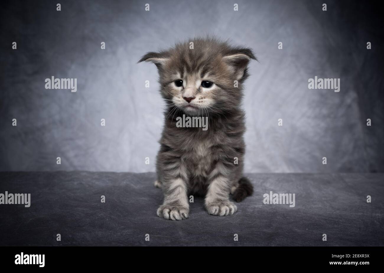 cute 4 week old maine coon kitten sitting on gray concrete studio