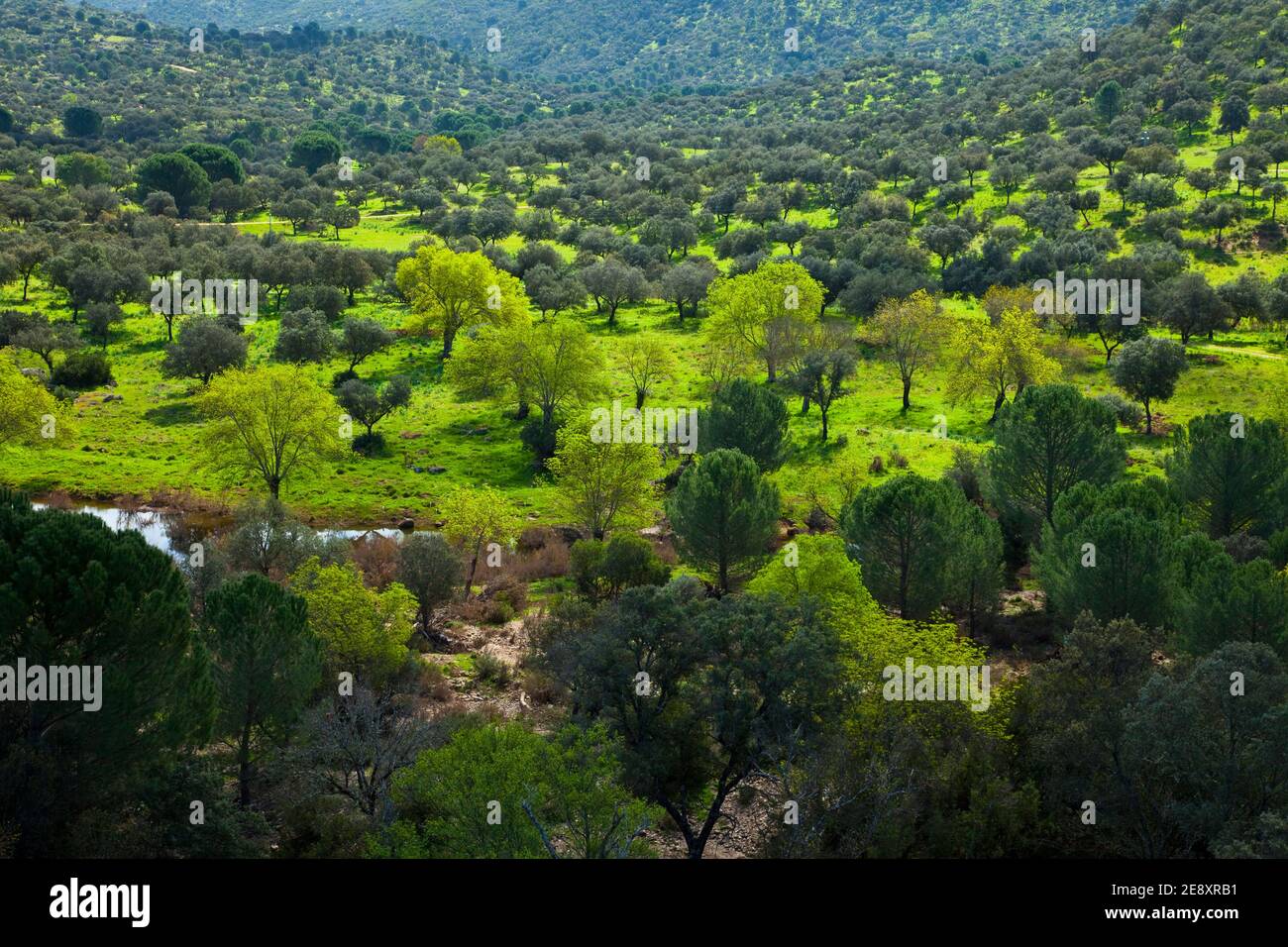 Bosque mediterráneo ibérico hi-res stock photography and images - Alamy