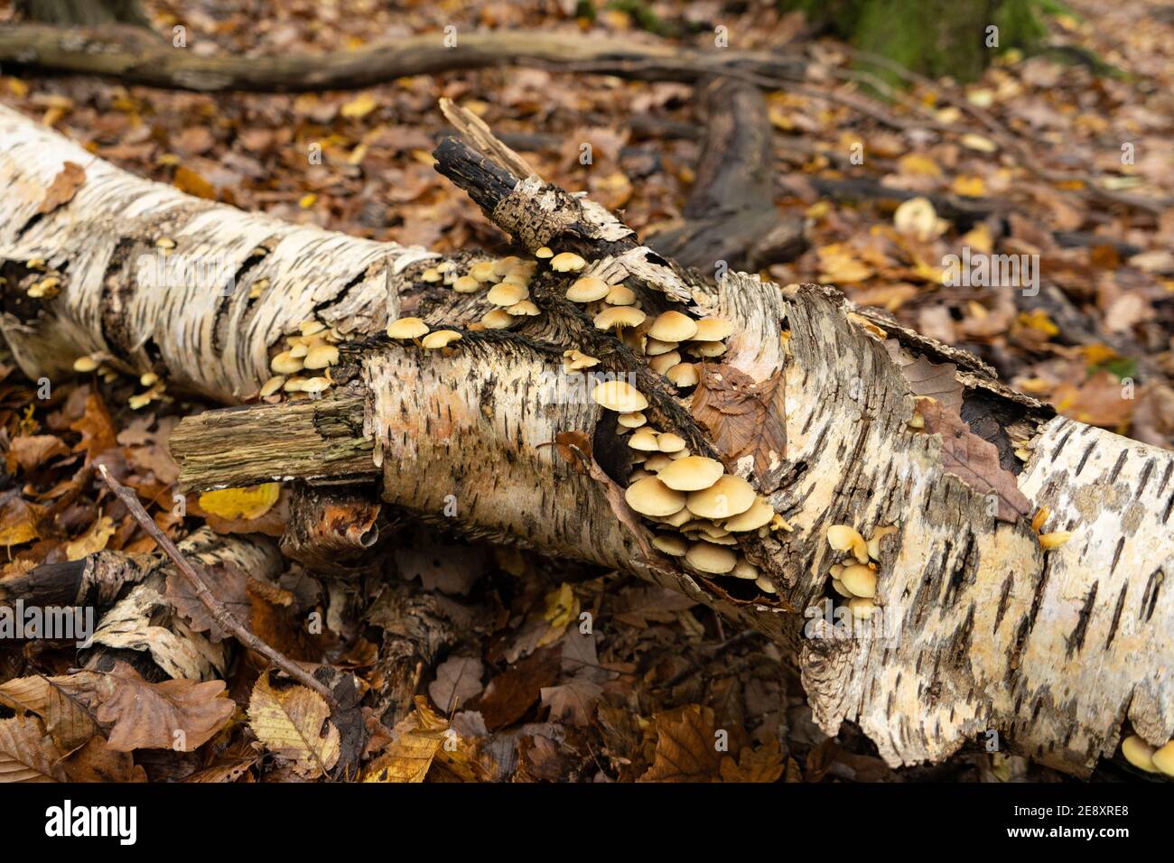 Mushrooms growing on birch tree hires stock photography and images Alamy