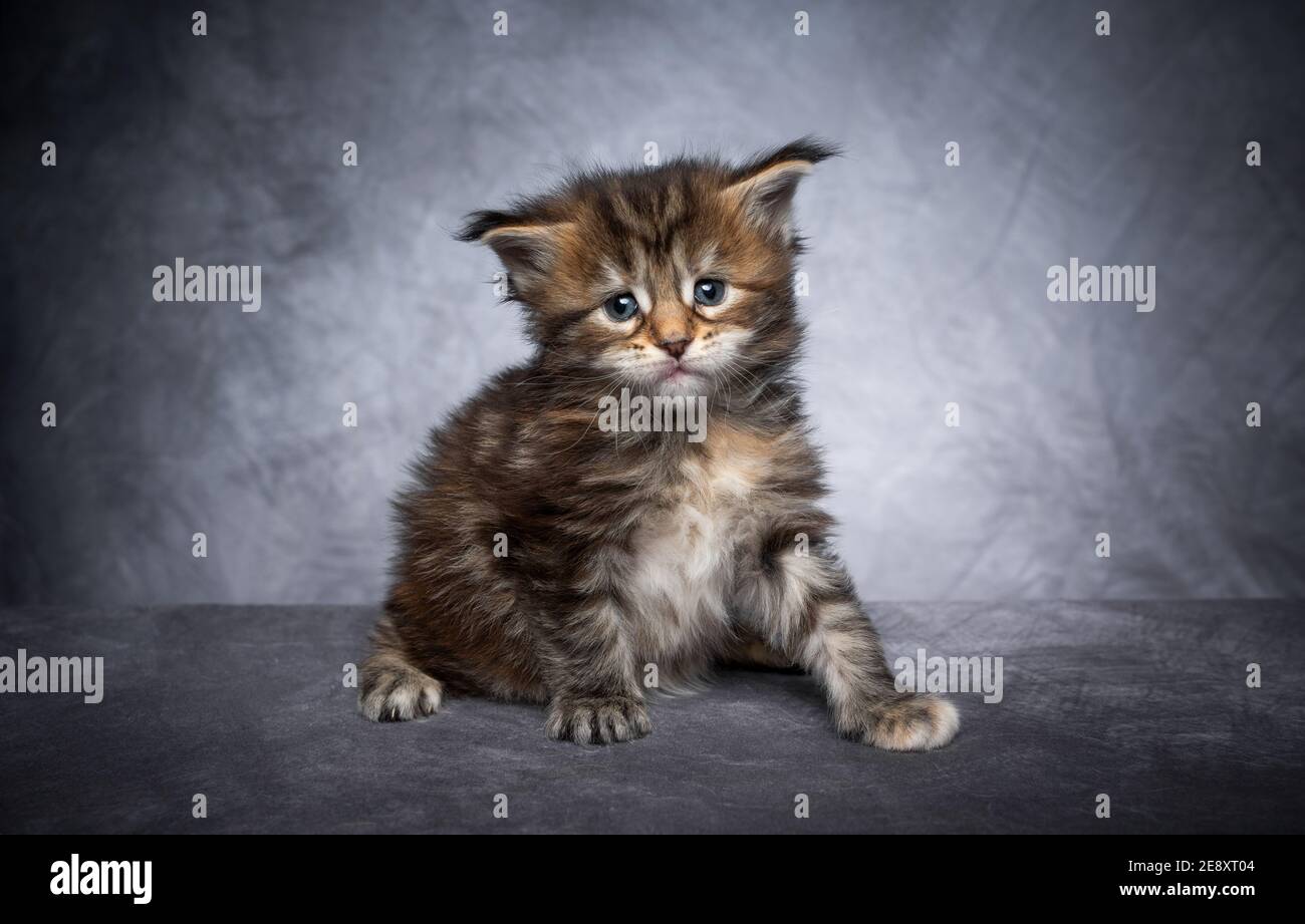 cute 4 week old maine coon kitten sitting on gray concrete studio