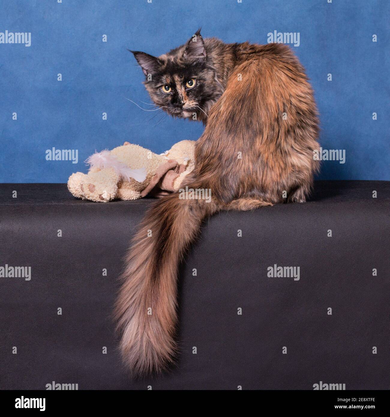 Predator tortoiseshell Maine Coon cat sitting on black near blue