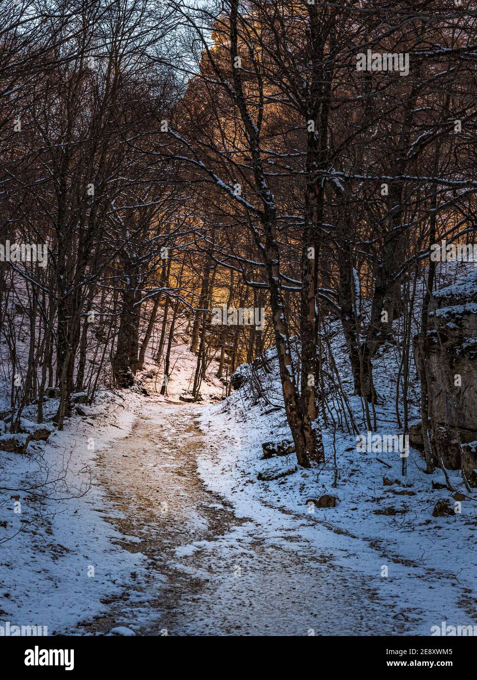 Forest landscape in snowy hi-res stock photography and images - Alamy