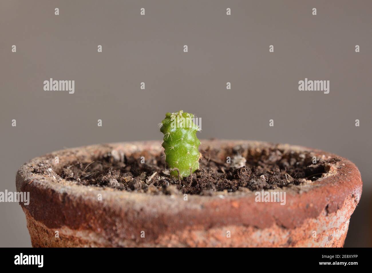 Close up of one year old cactus Echinocactus Grusonii in a terracotta pot and gray background. Botanical concept Stock Photo