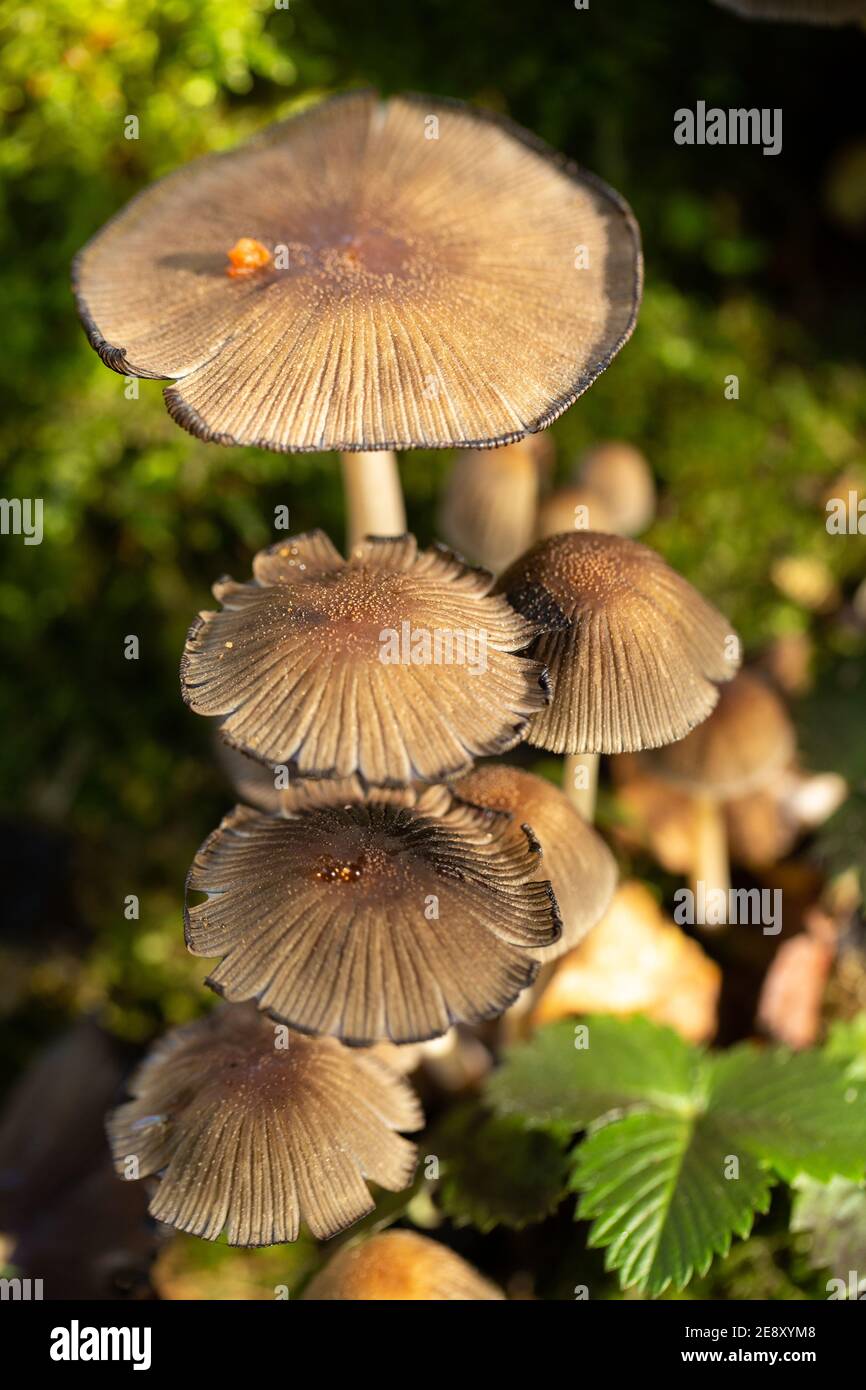Small mushrooms growing on the old tree trunk Stock Photo - Alamy