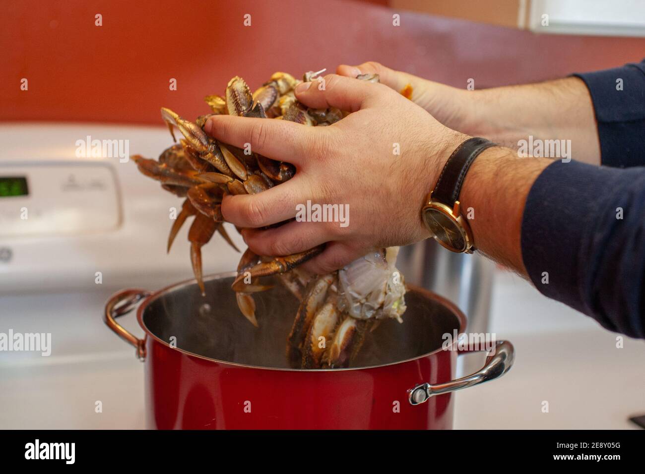 Dungeness crab legs are being put into a large, boiling pot of water to be steamed and cooked eaten for dinner Stock Photo