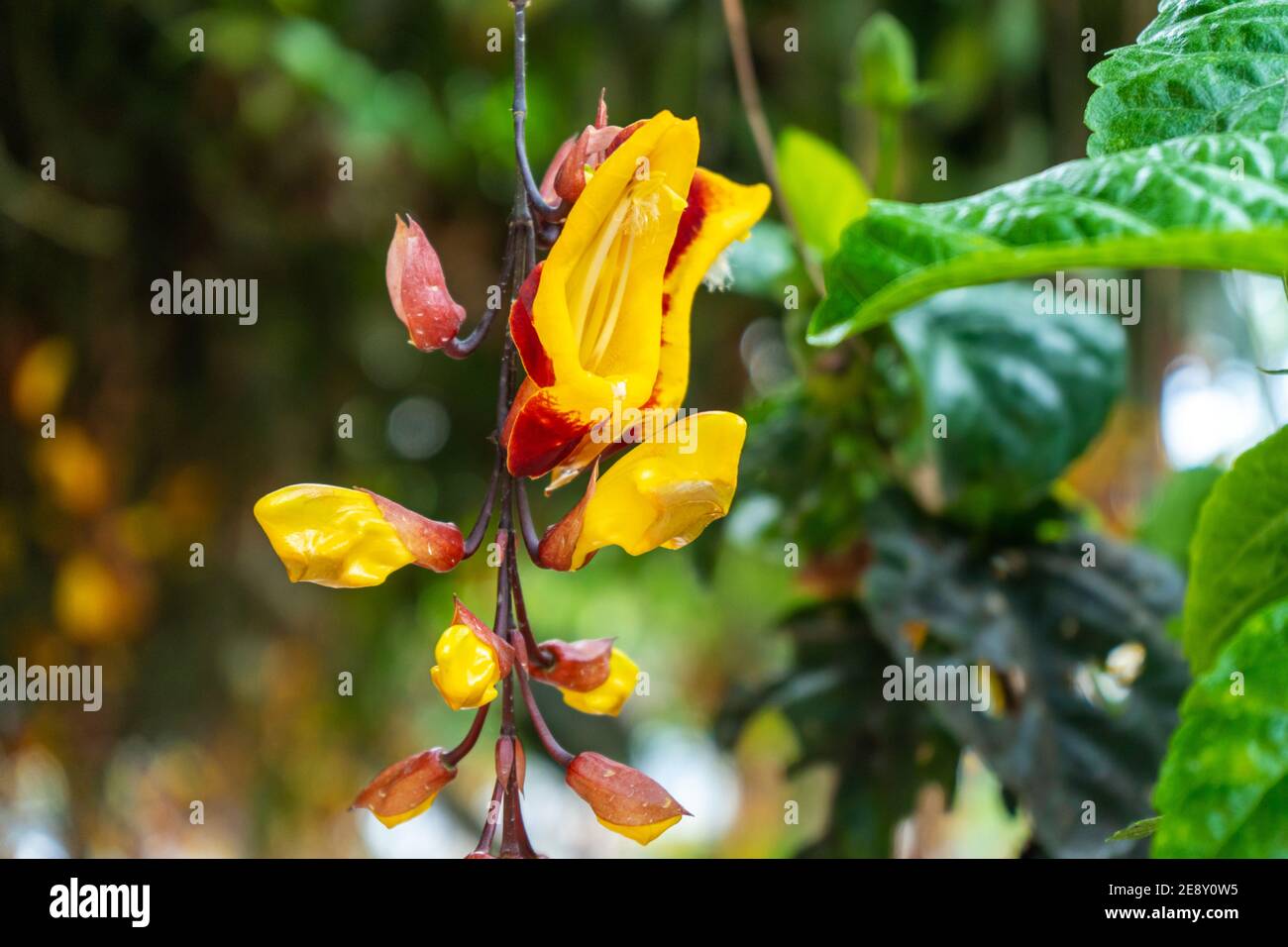 Tunberia beautiful perennial herbaceous climbing plants of Asia Stock Photo  - Alamy, image size:1300x956