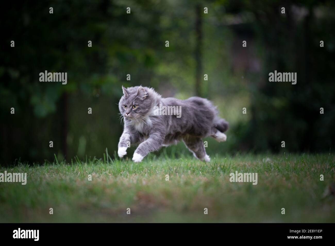 gray longhair cat running fast flying over the lawn outdoors in green