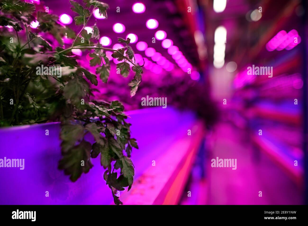 Aquaponic farm, sustainable business and artificial lighting. Stock Photo