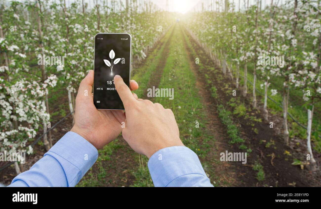 Smart farming with IOT. Farmer using cellphone app to monitor moisture,  temperature and soil ph in fruit garden Stock Photo - Alamy