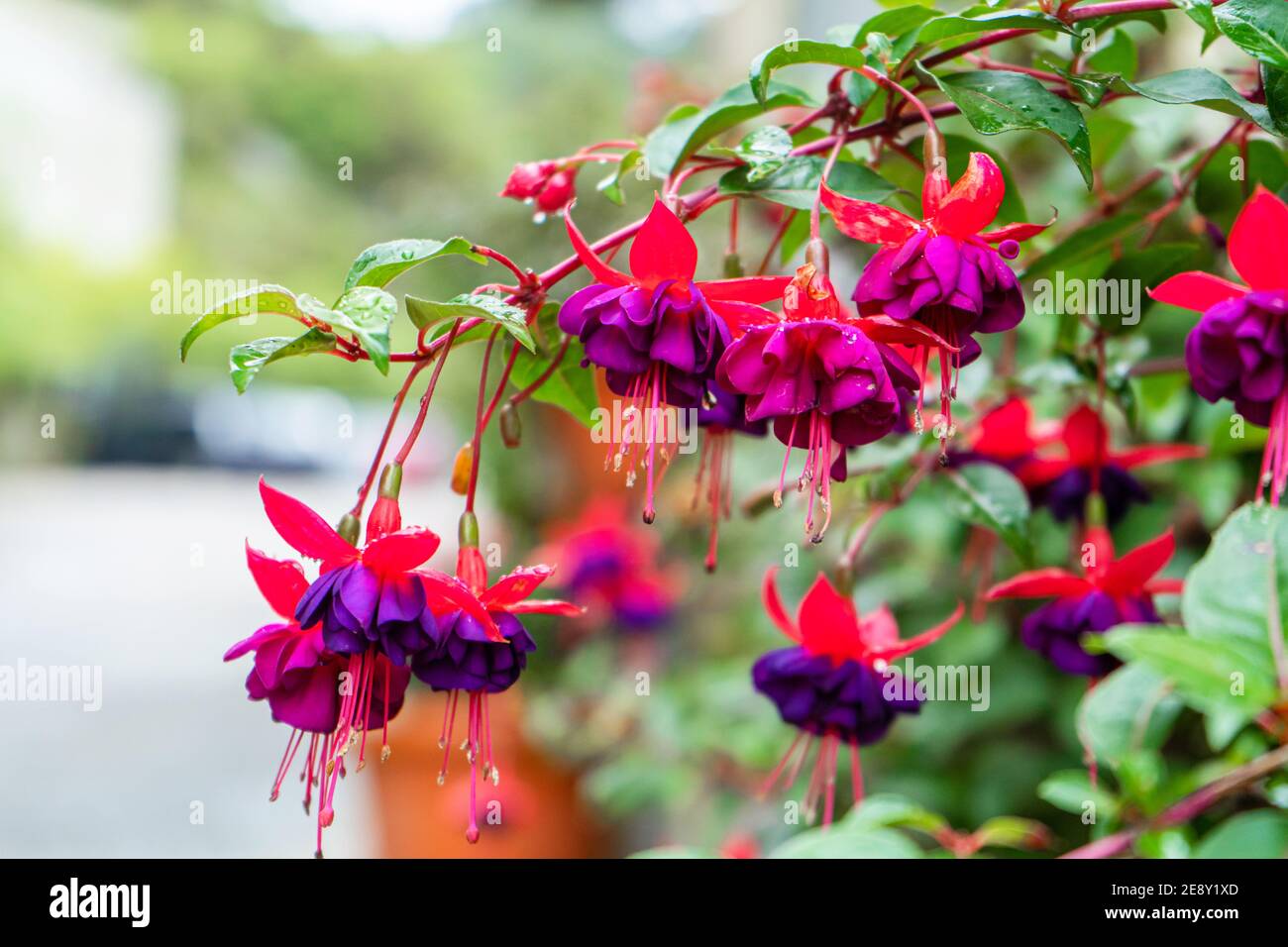 Vibrant color saturated fuchsia hybrida in a flower park. Stock Photo
