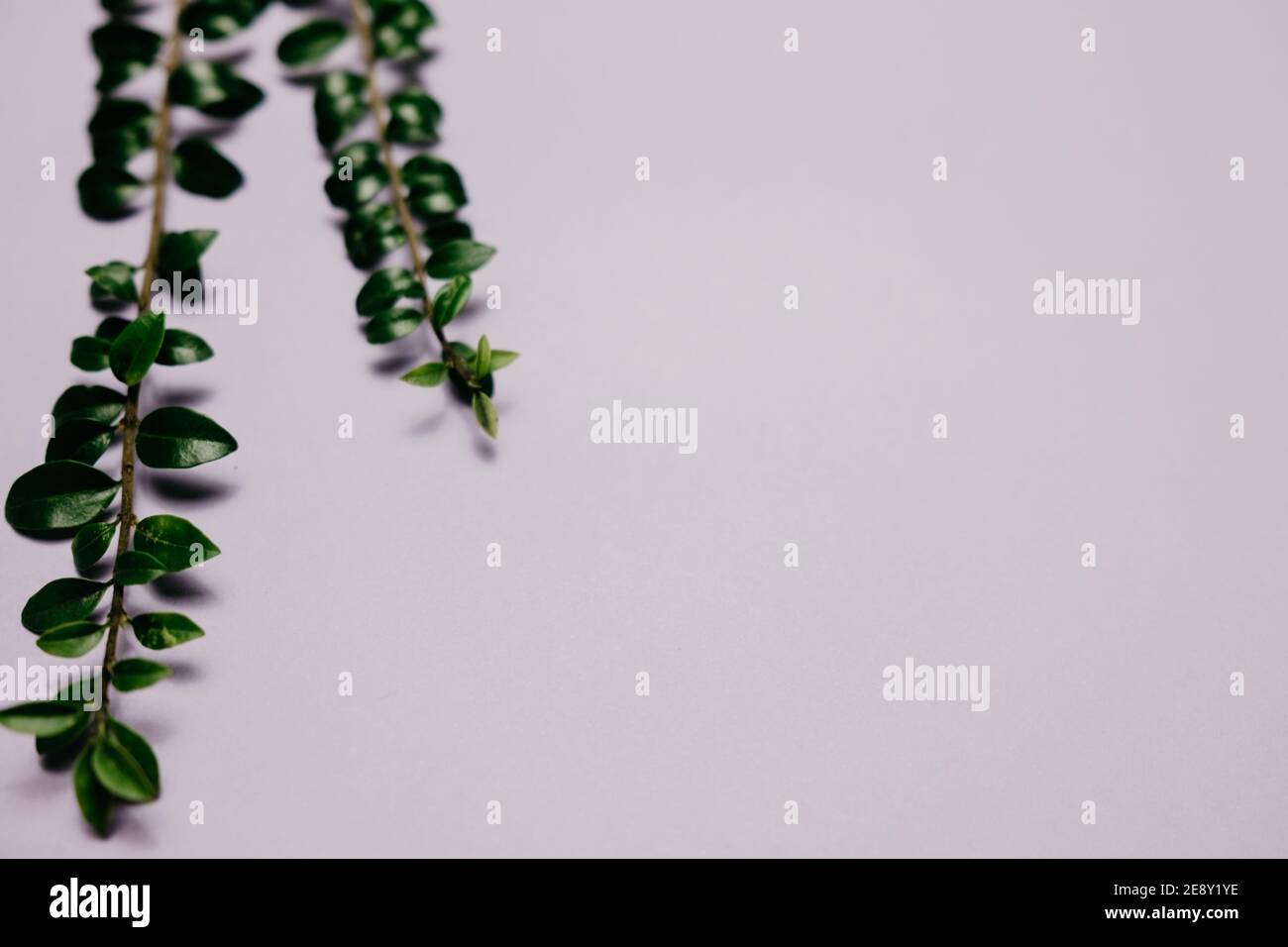 Multiple green leaves on twigs Stock Photo