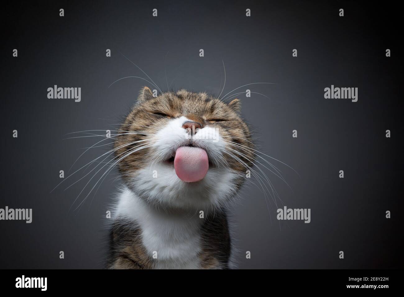 tabby white cat licking glass table sticking out tongue making funny face with copy space Stock Photo