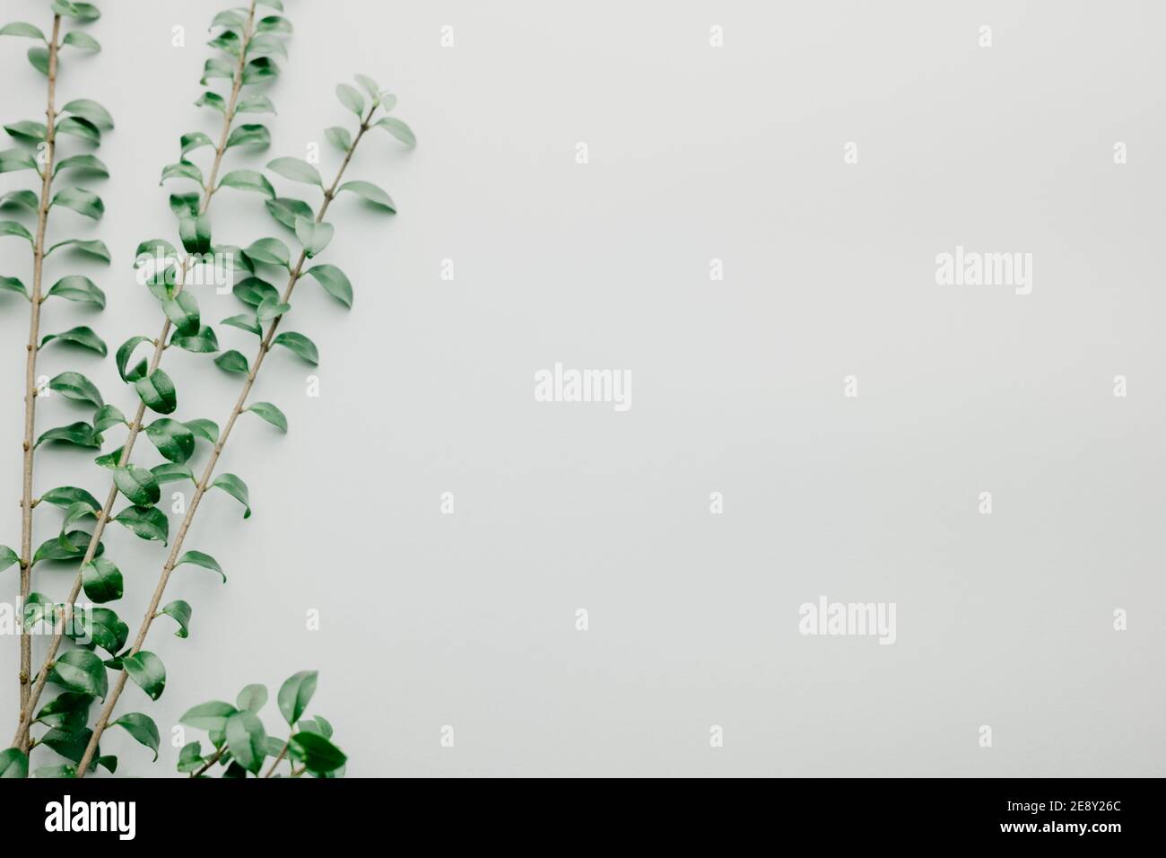Multiple green leaves on twigs Stock Photo