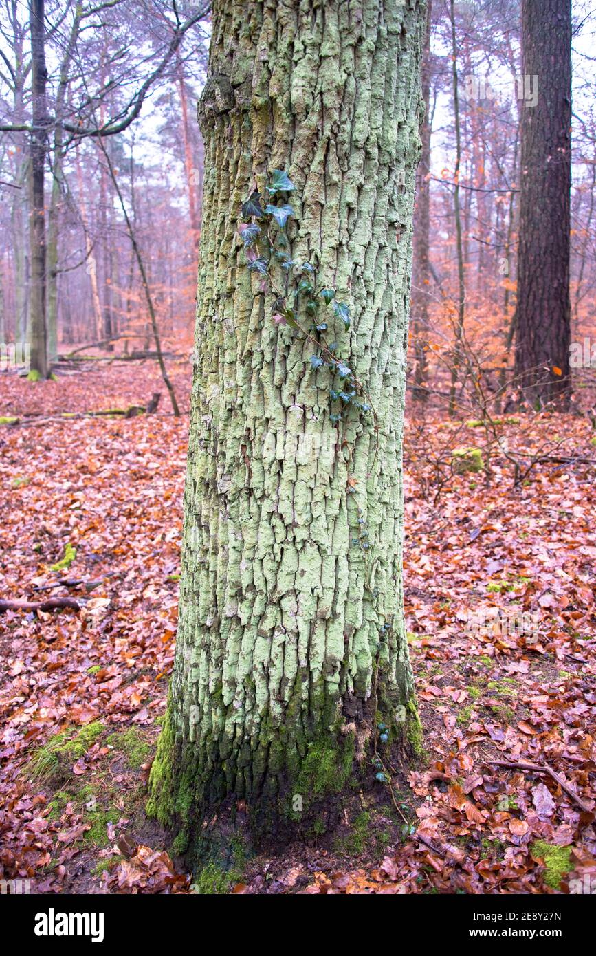 Stille Partnerschaft, ein Efeu sucht sich seinen Weg im Wald. Silent partnership - ivy-branch clinging to a forest-tree. Stock Photo