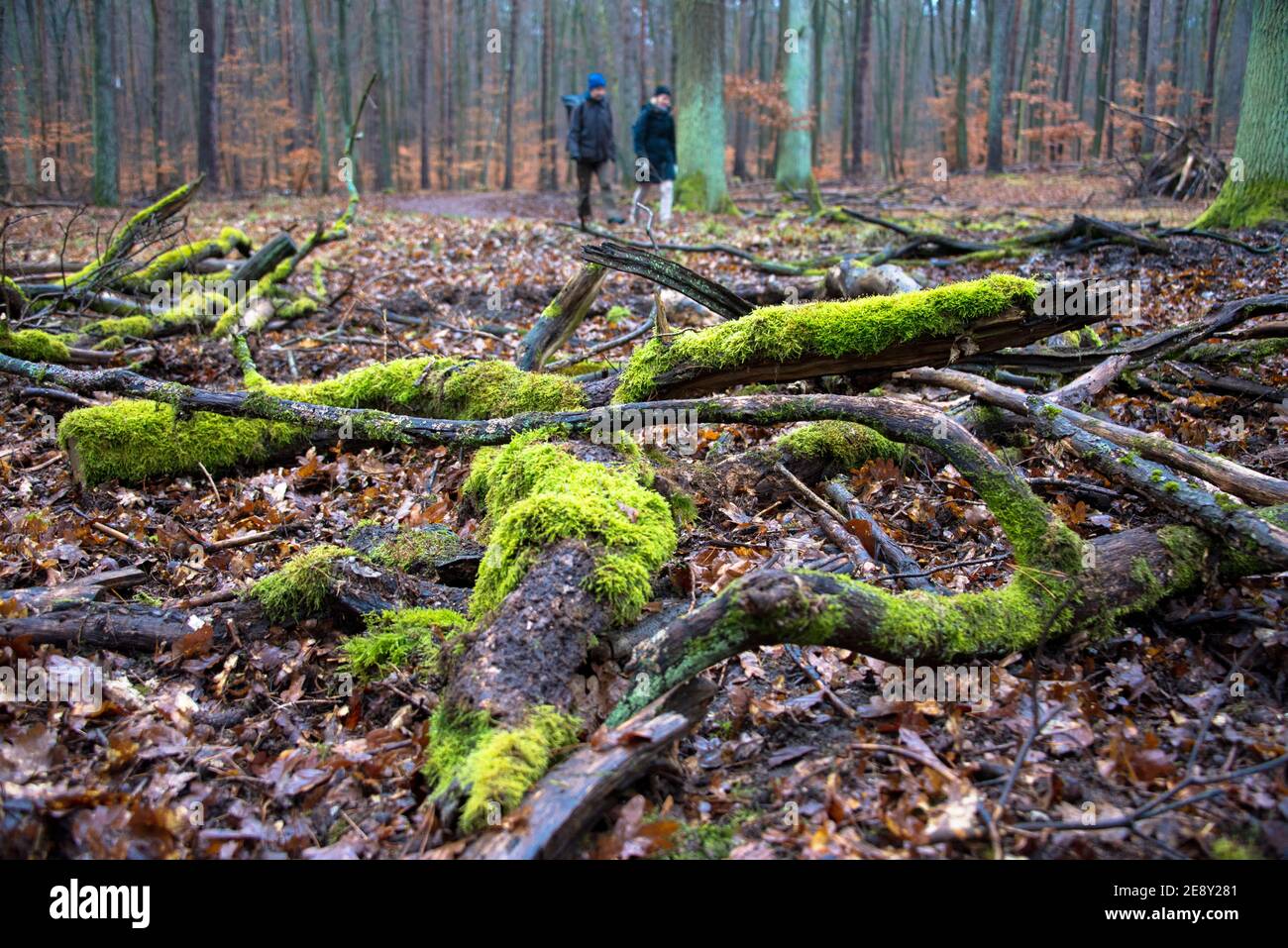 Wandern deutschland wald hi-res stock photography and images - Alamy