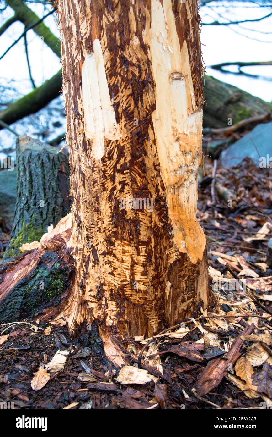 Beaver bite marks on the bank of lake Griebnitzsee in Berlin. Stock Photo