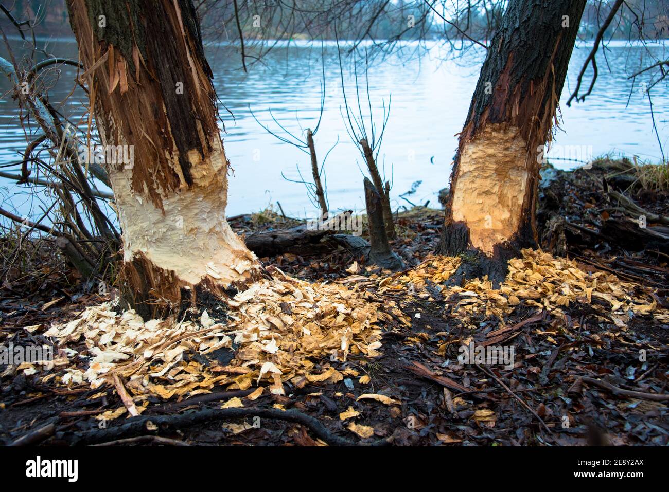 Beaver bite marks on the bank of lake Griebnitzsee in Berlin. Stock Photo