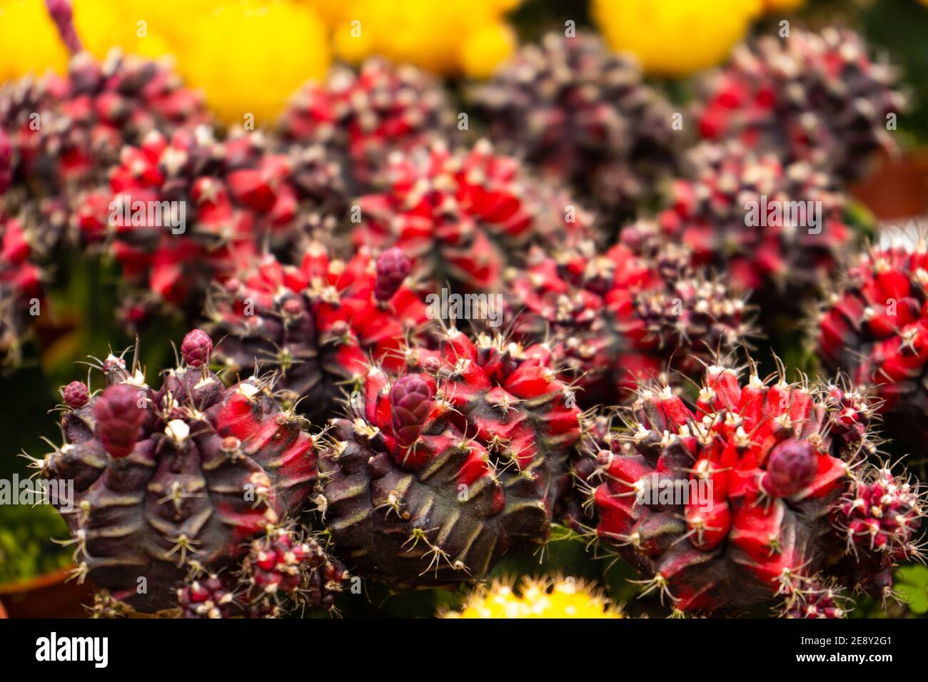 Cacti of different shapes and breeds on the cactus farm. Plants for