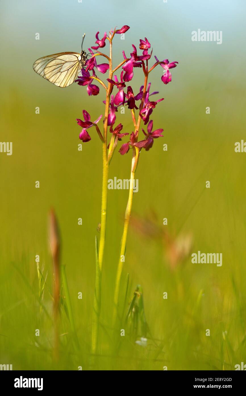 Wild orchid from Bulgaria. Orchis or Anacamptis laxiflora, red violet flower with white butterfly. Evening on the spring meadow. Wildlife in Bulgaria. Stock Photo
