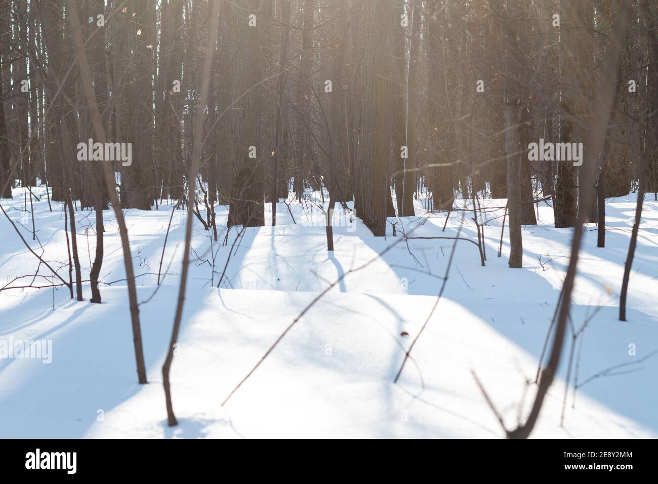 light and shadow in the snowy forest with thin trees Stock Photo - Alamy