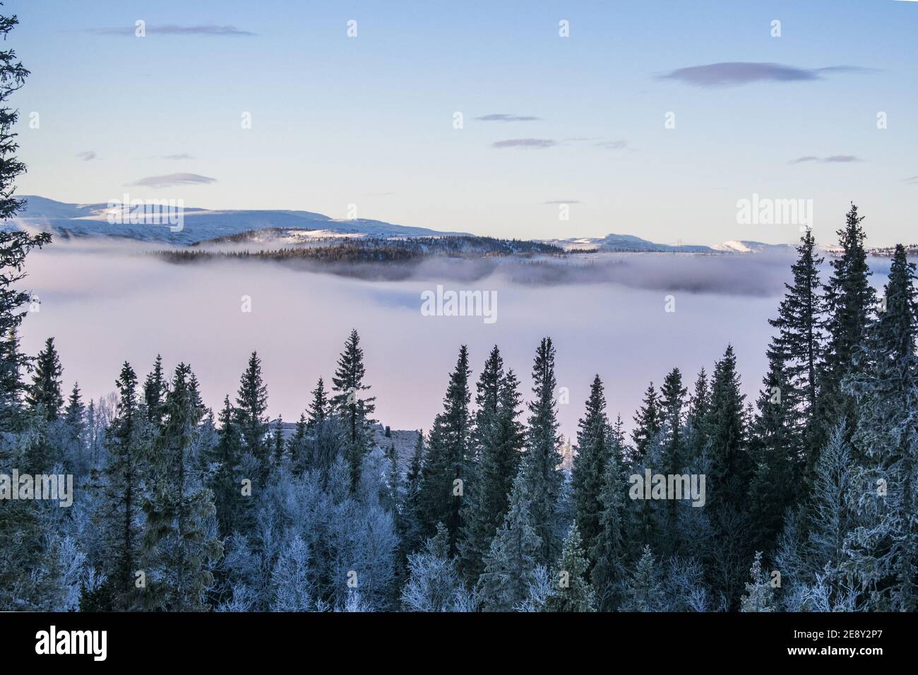 Mesmerizing shot of defir trees and foggy mountains under the clear sky ...