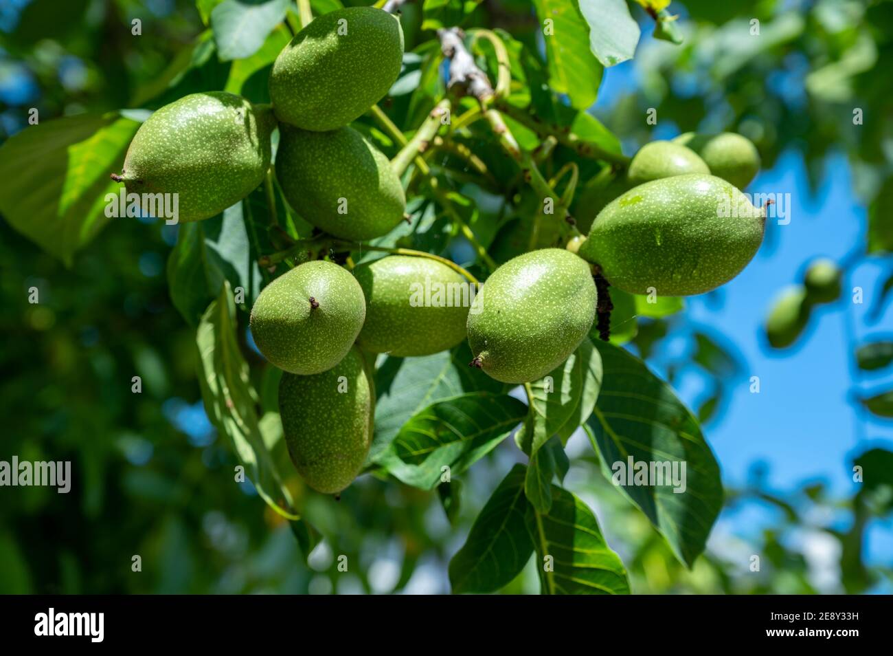 tree with large green nuts