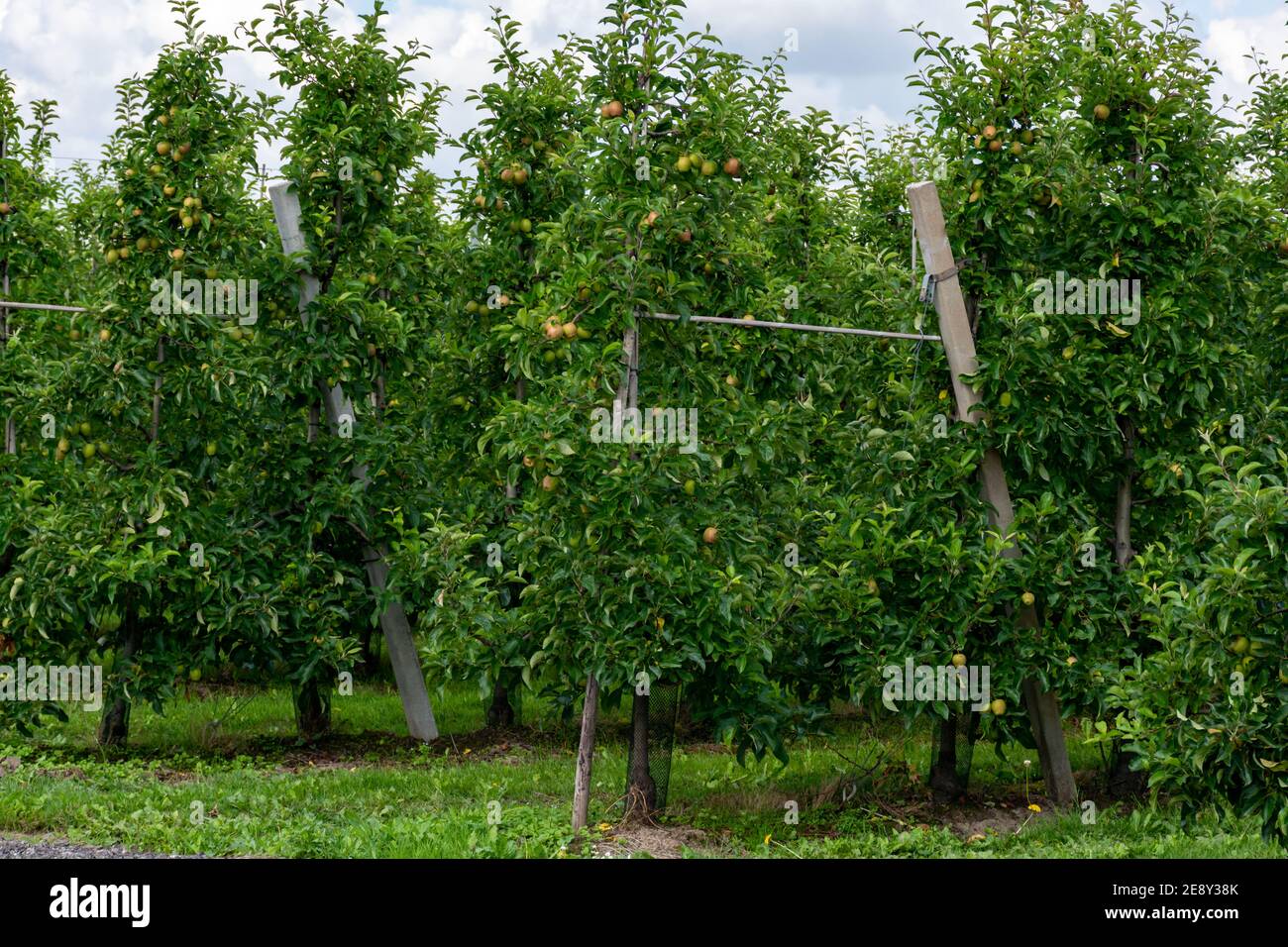 Green Organic Orchards With Rows Of Apple Trees With Ripening Fruits In Betuwe Gelderland 6274