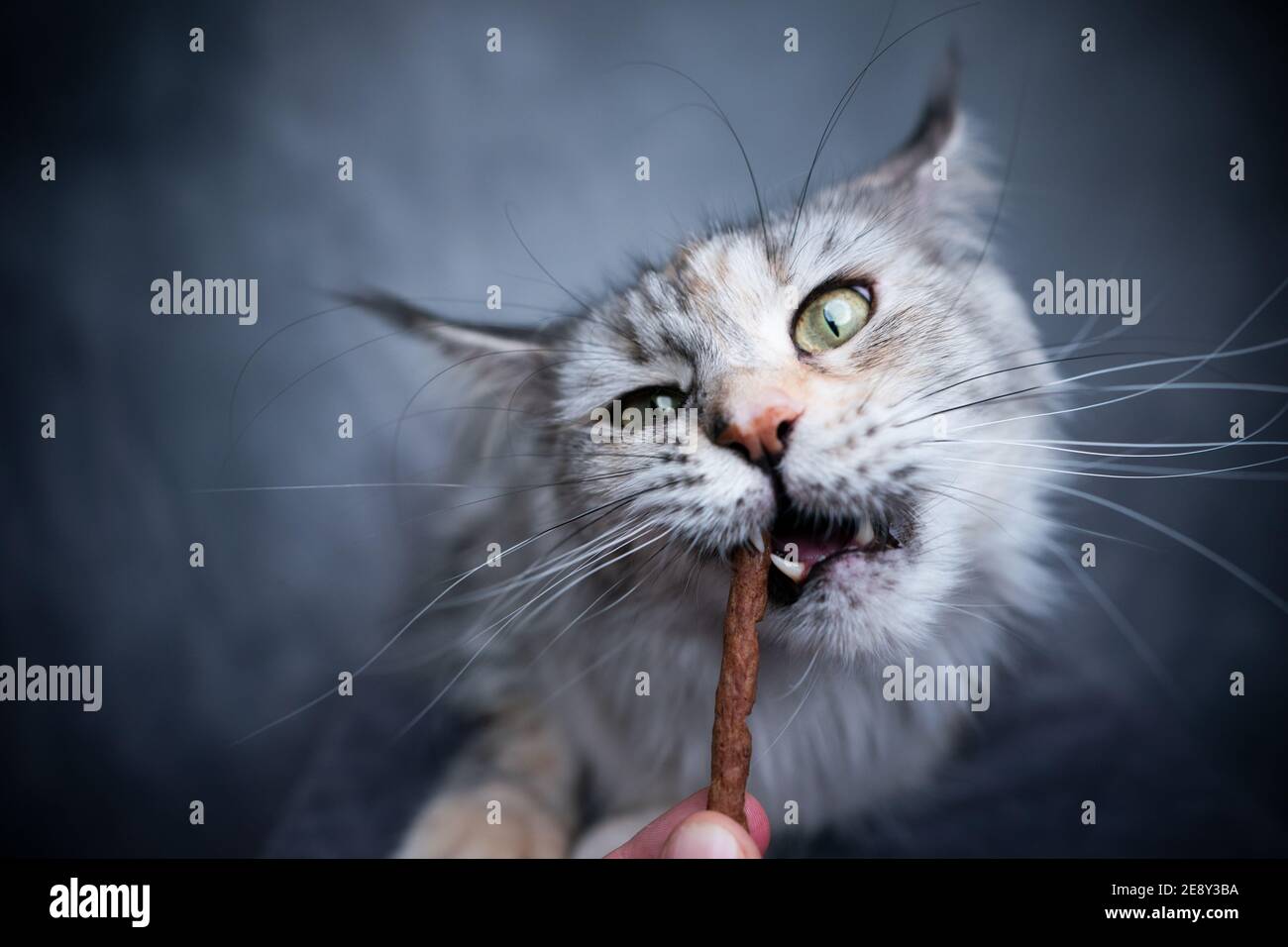 hand feeding maine maine coon cat that makes funny face with snack
