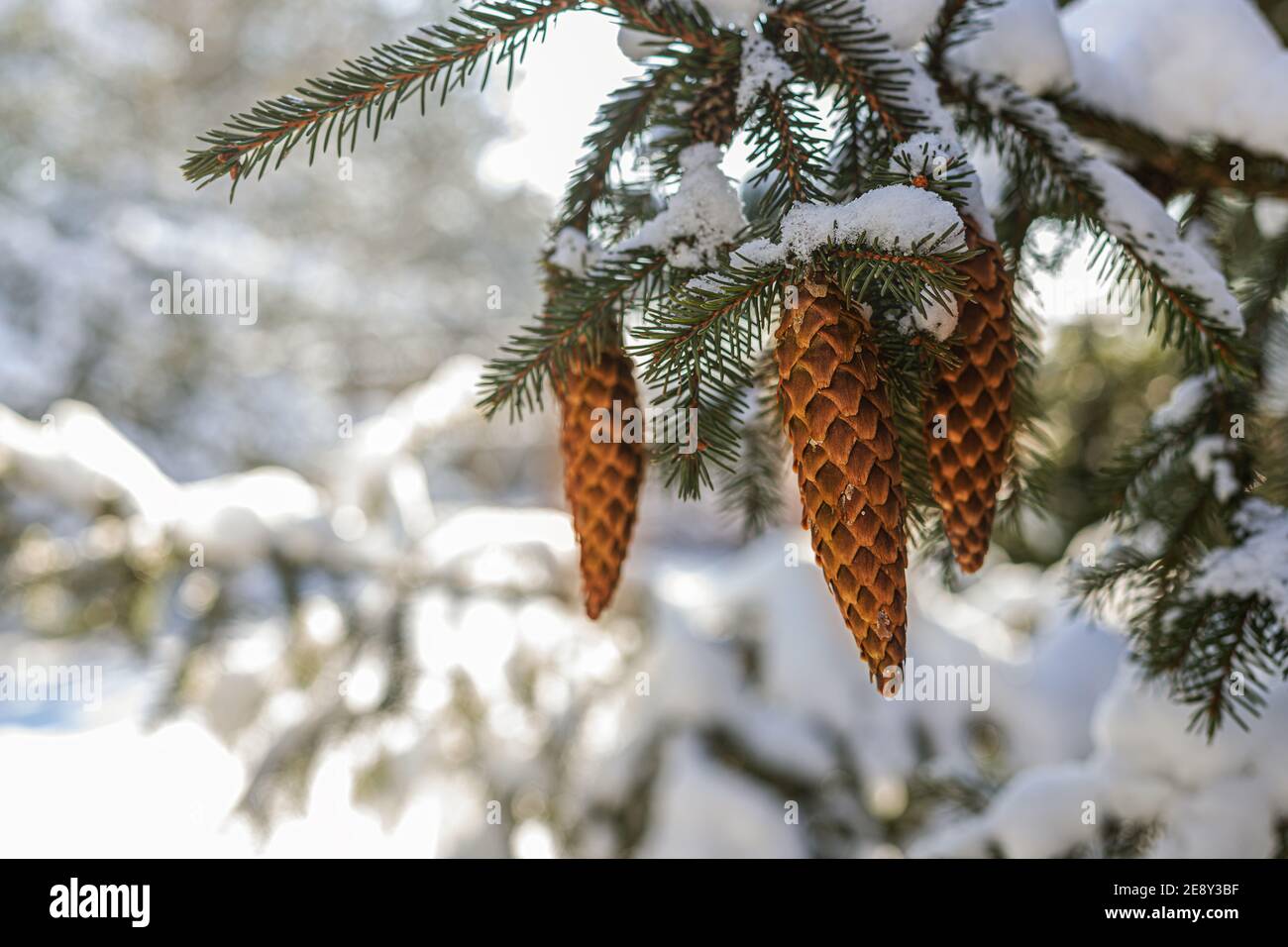 Spruce branches with cones covered with snow. Sunny February day in Poland. Europe in the snow Stock Photo