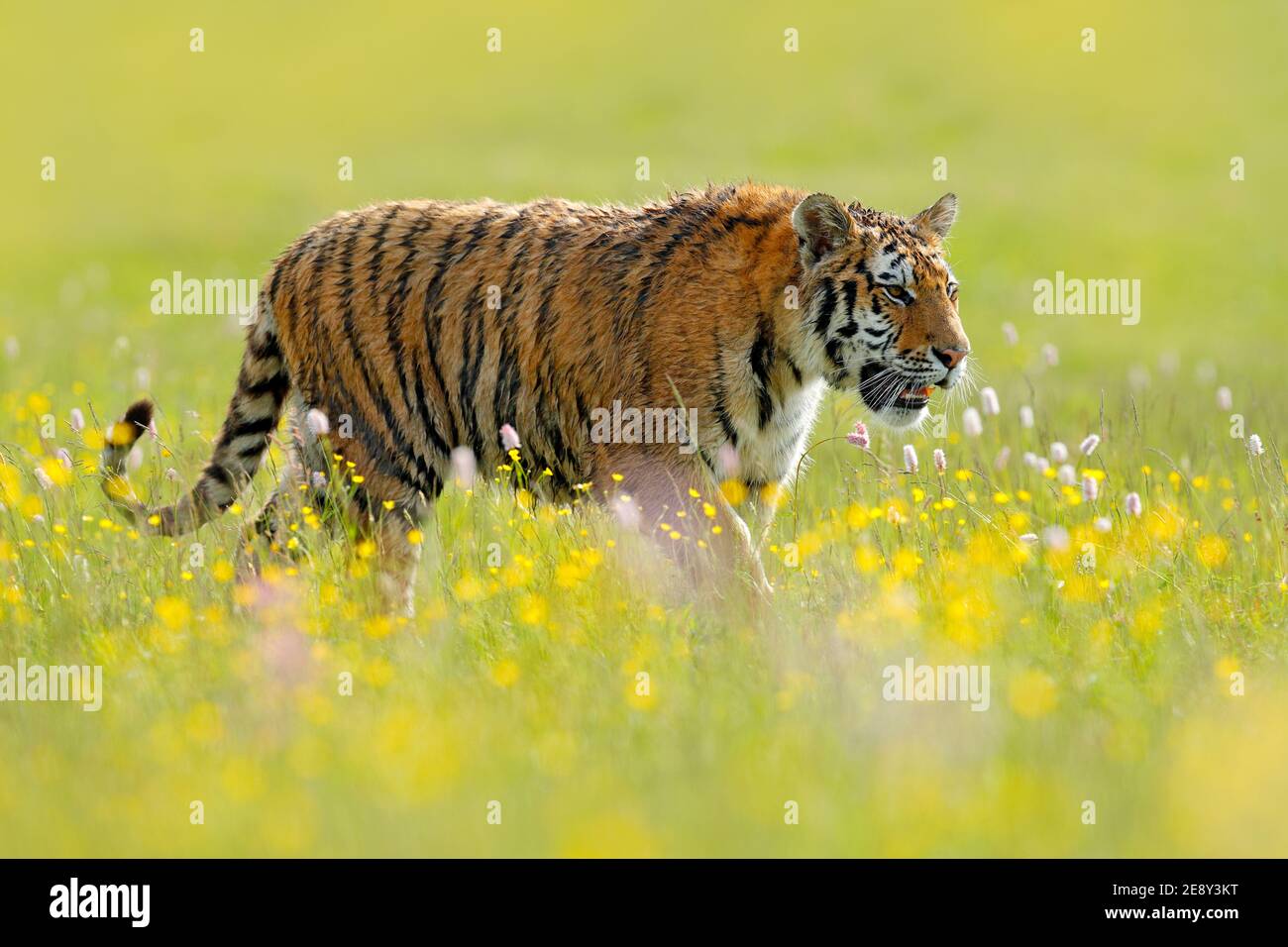 Amur tiger hunting in green white cotton grass. Dangerous animal