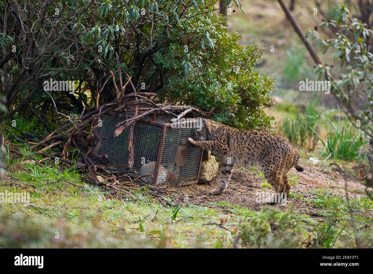 LINCE IBÉRICO -  IBERIAN LYNX (Lynx pardinus), capturando un conejo en un cercado de alimentación suplementaria, Parque Natural Sierra de Andújar, Jae Stock Photo