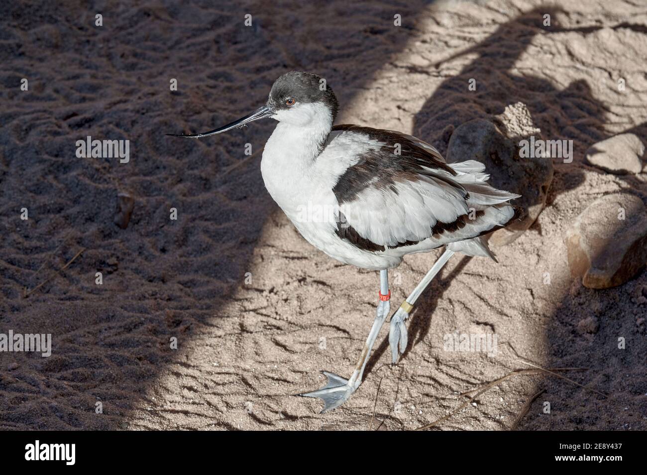 The common avocet, a wading bird with black and white plumage that is characterized by its beak curved upwards in the oceanographic of Valencia, Spain Stock Photo