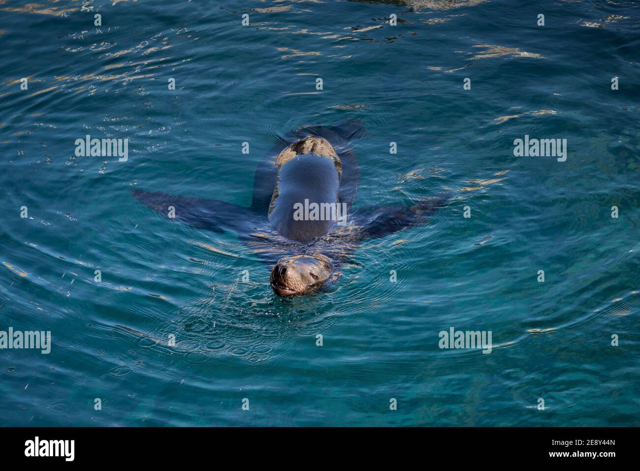 Templados hi-res stock photography and images - Alamy