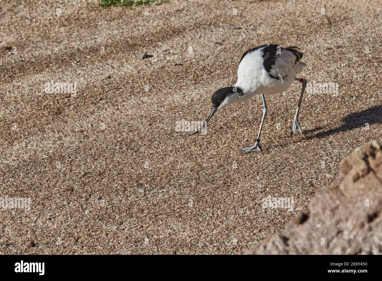 The common avocet, a wading bird with black and white plumage that is characterized by its beak curved upwards in the oceanographic of Valencia, Spain Stock Photo