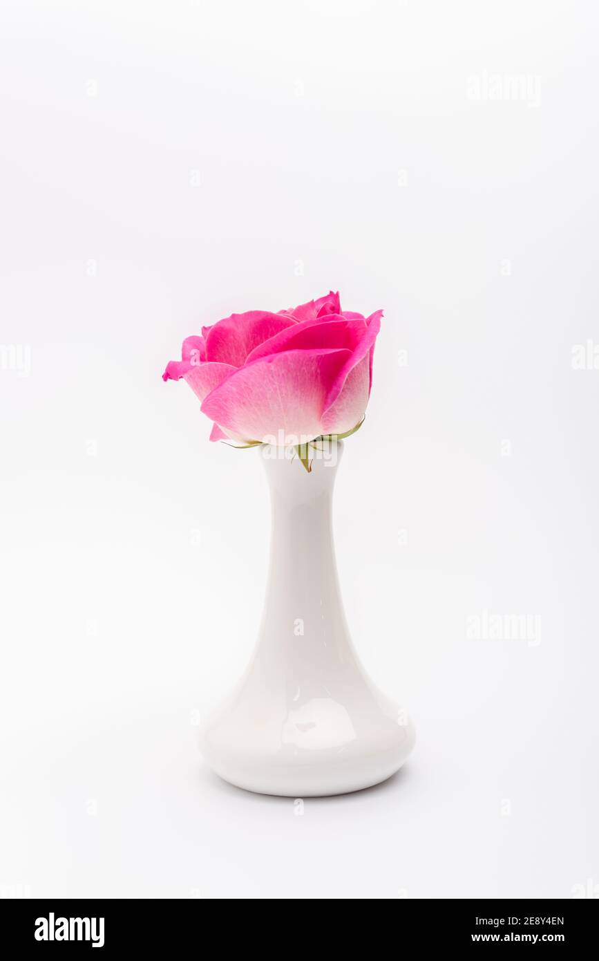 pink rose in porcelain vase on white background Stock Photo - Alamy