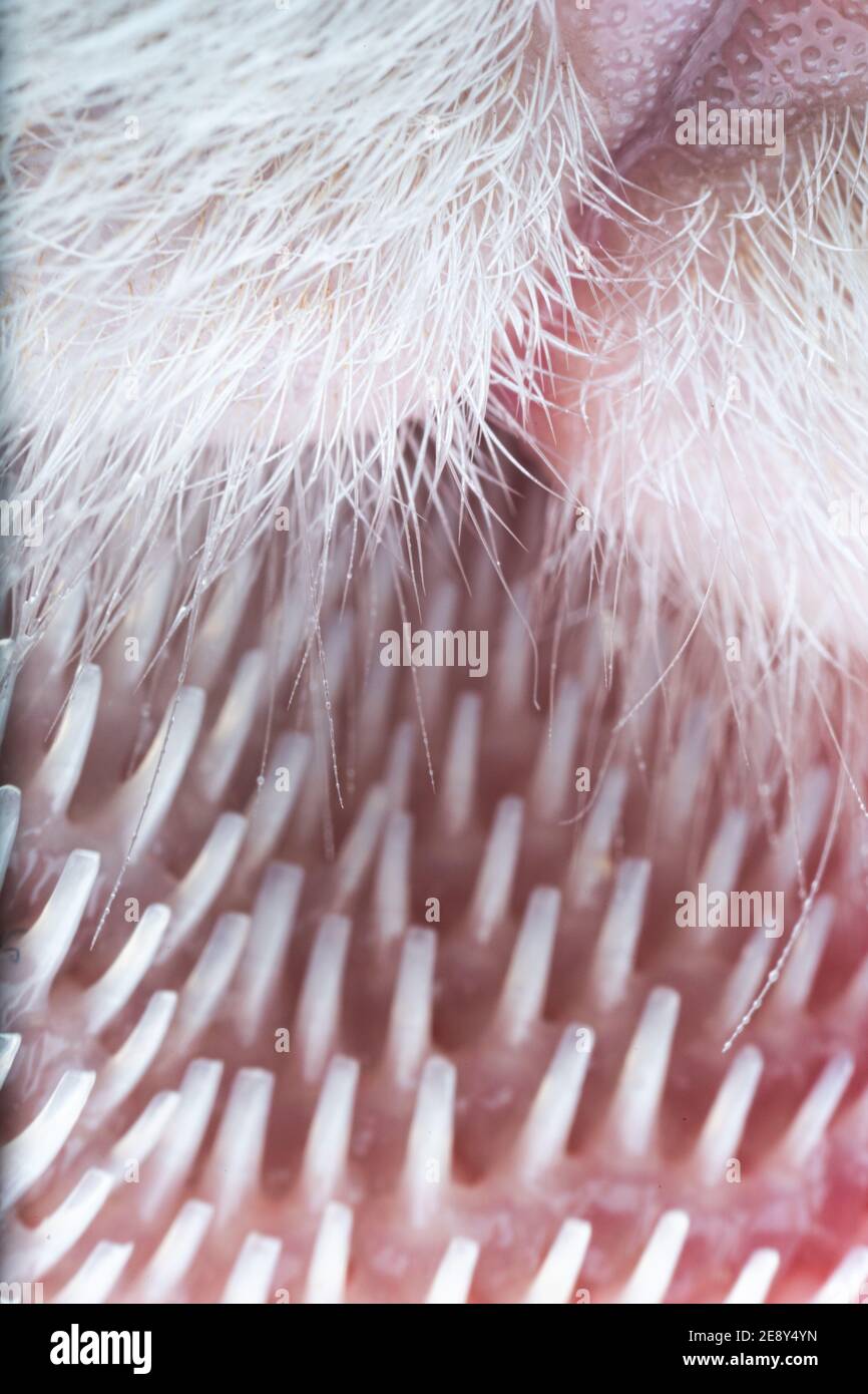 ultra macro close up detail shot of a cat's tongue with small hooks, papillae Stock Photo