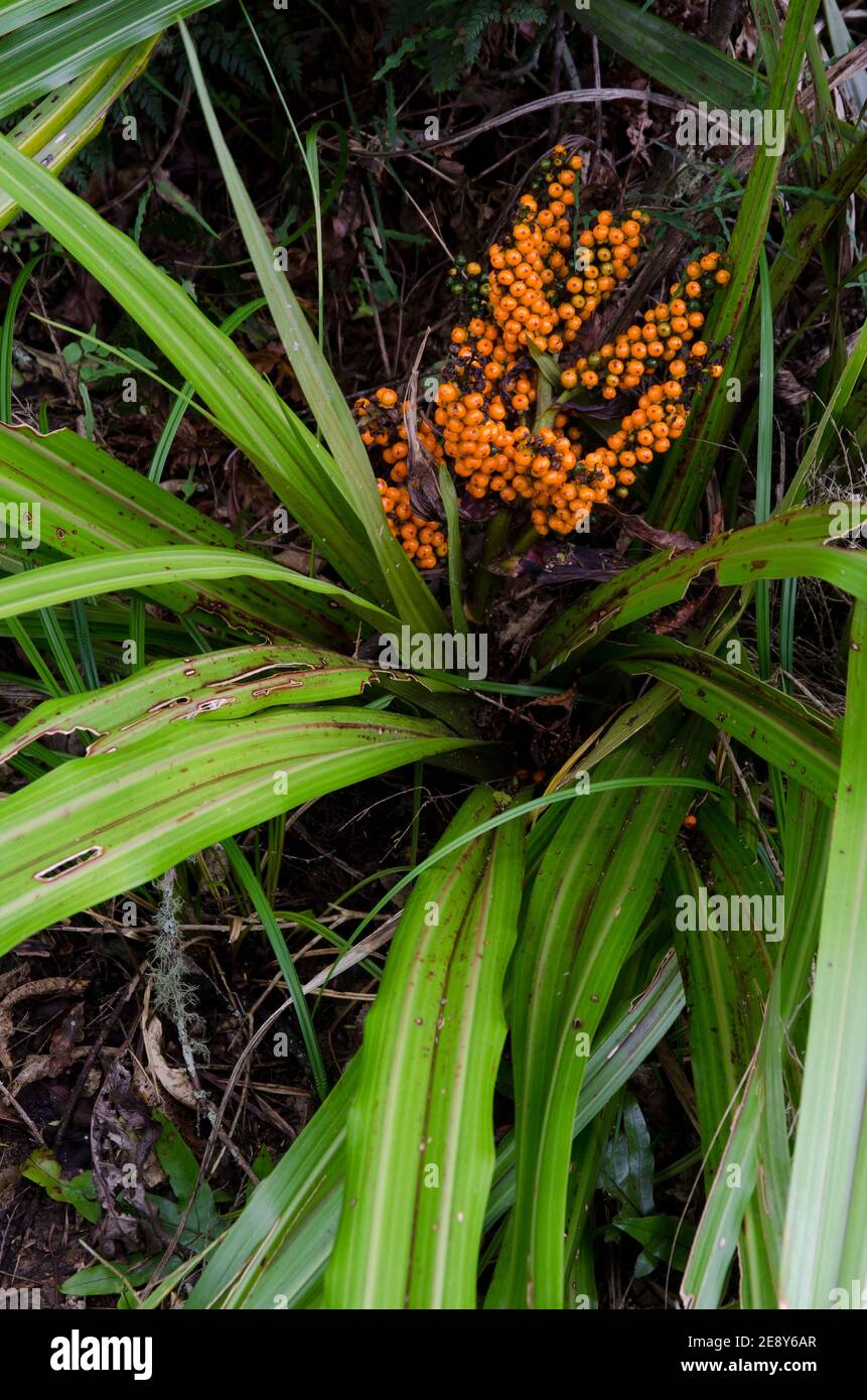 Bush lily Astelia fragrans with fruits. Taieri River Scenic Reserve. Otago. South Island. New Zealand. Stock Photo