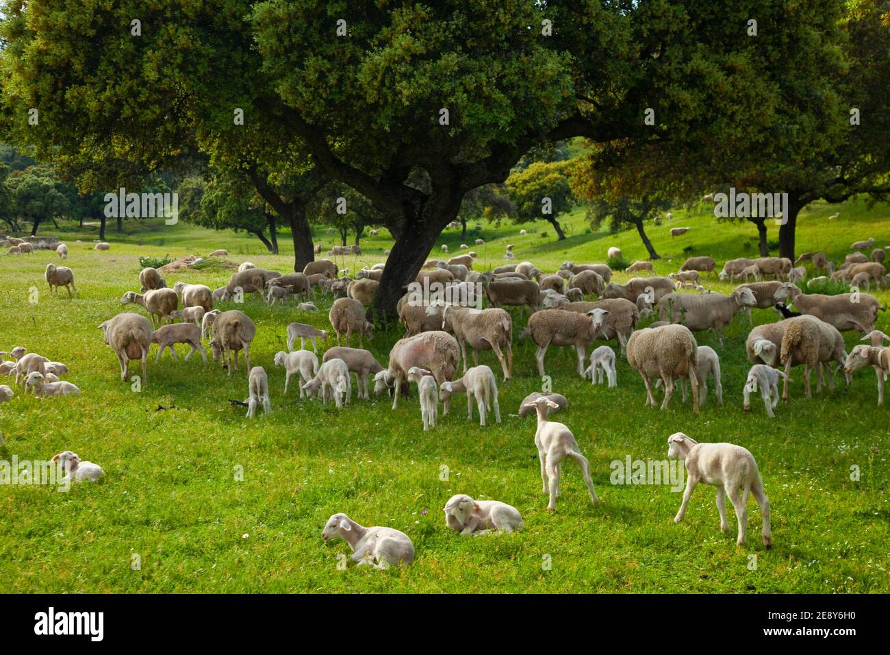 Ovejas en la Dehesa, Parque Natural Sierra de Andújar, Jaen, Andalucía, España Stock Photo