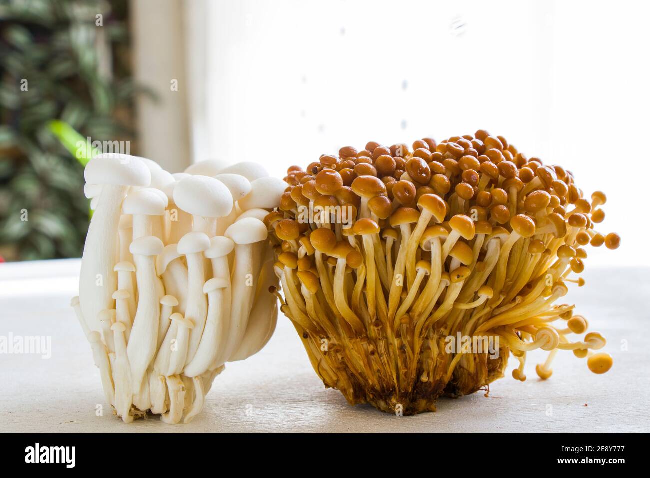 Golden brown and white Asian Enoki mushrooms, vegetable background, fungus Stock Photo Alamy