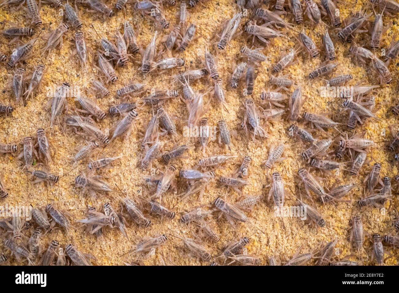 Feeding crickets in a cement pond Stock Photo