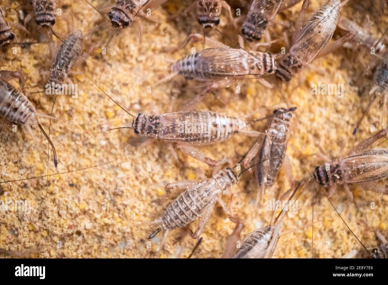 Feeding crickets in a cement pond Stock Photo