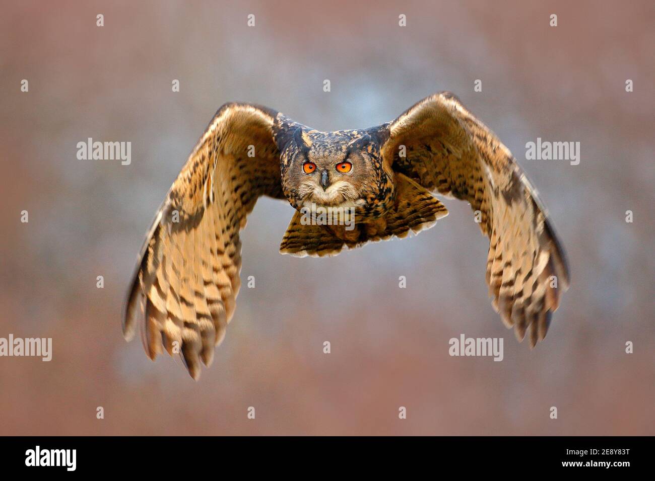 Eagle owl landing on snowy tree stump in forest. Flying Eagle owl with open wings in habitat with trees. Action winter scene from nature. Stock Photo