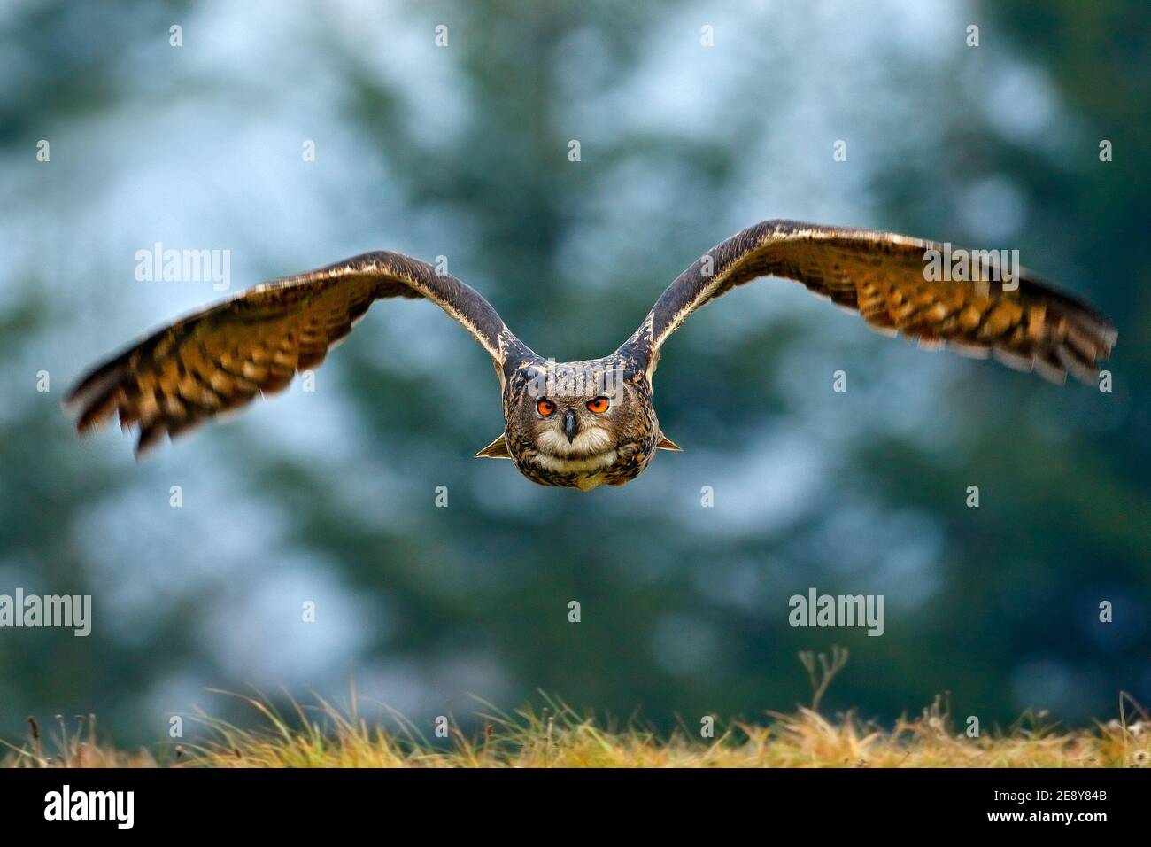 Eagle owl landing on snowy tree stump in forest. Flying Eagle owl with open wings in habitat with trees. Action winter scene from nature. Stock Photo
