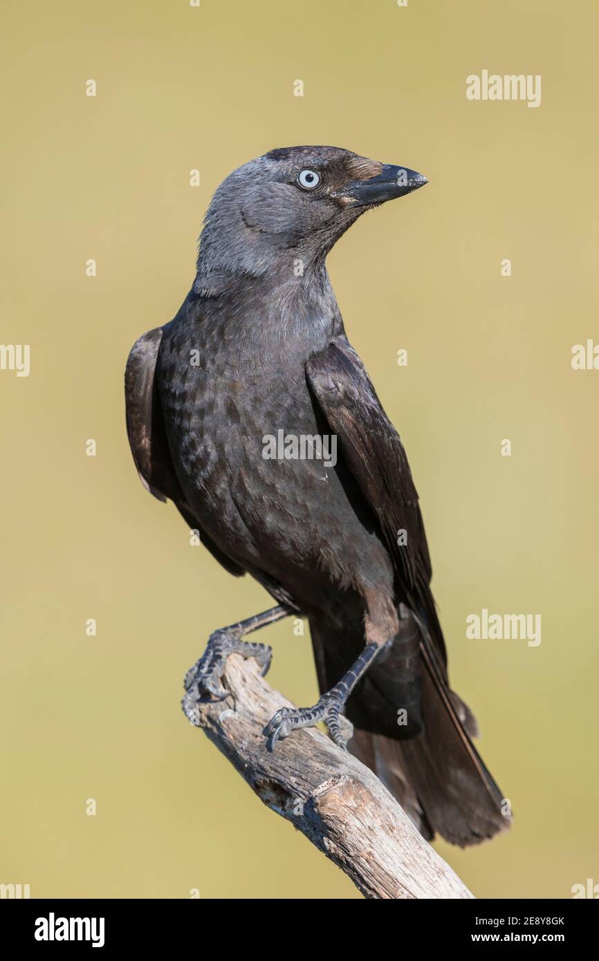 Western Jackdaw (Coloeus monedula spermologus), adult perched on a branch, Basilicata, Italy Stock Photo