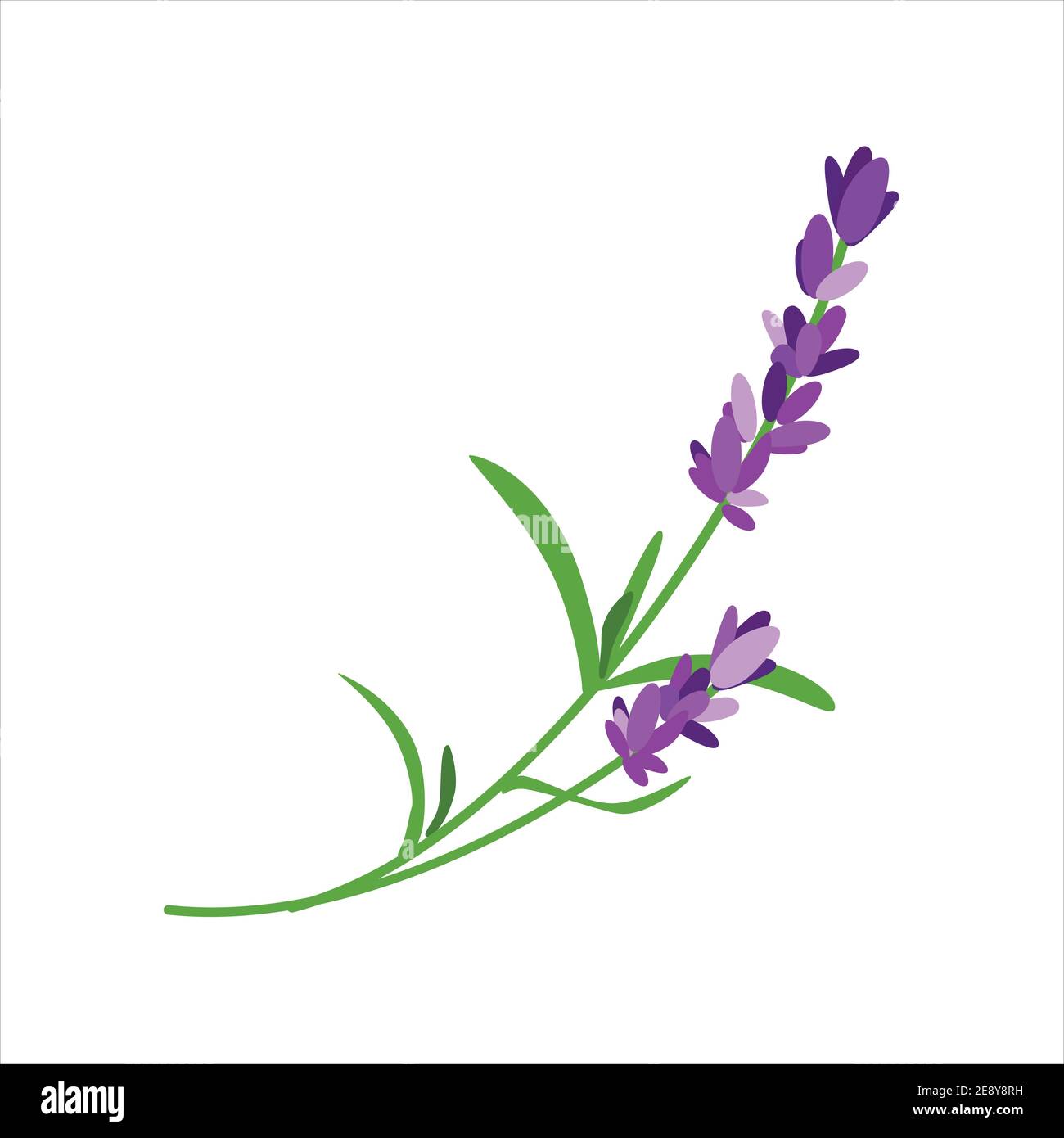 Bunch of lavender flowers isolated on white background Stock Vector ...