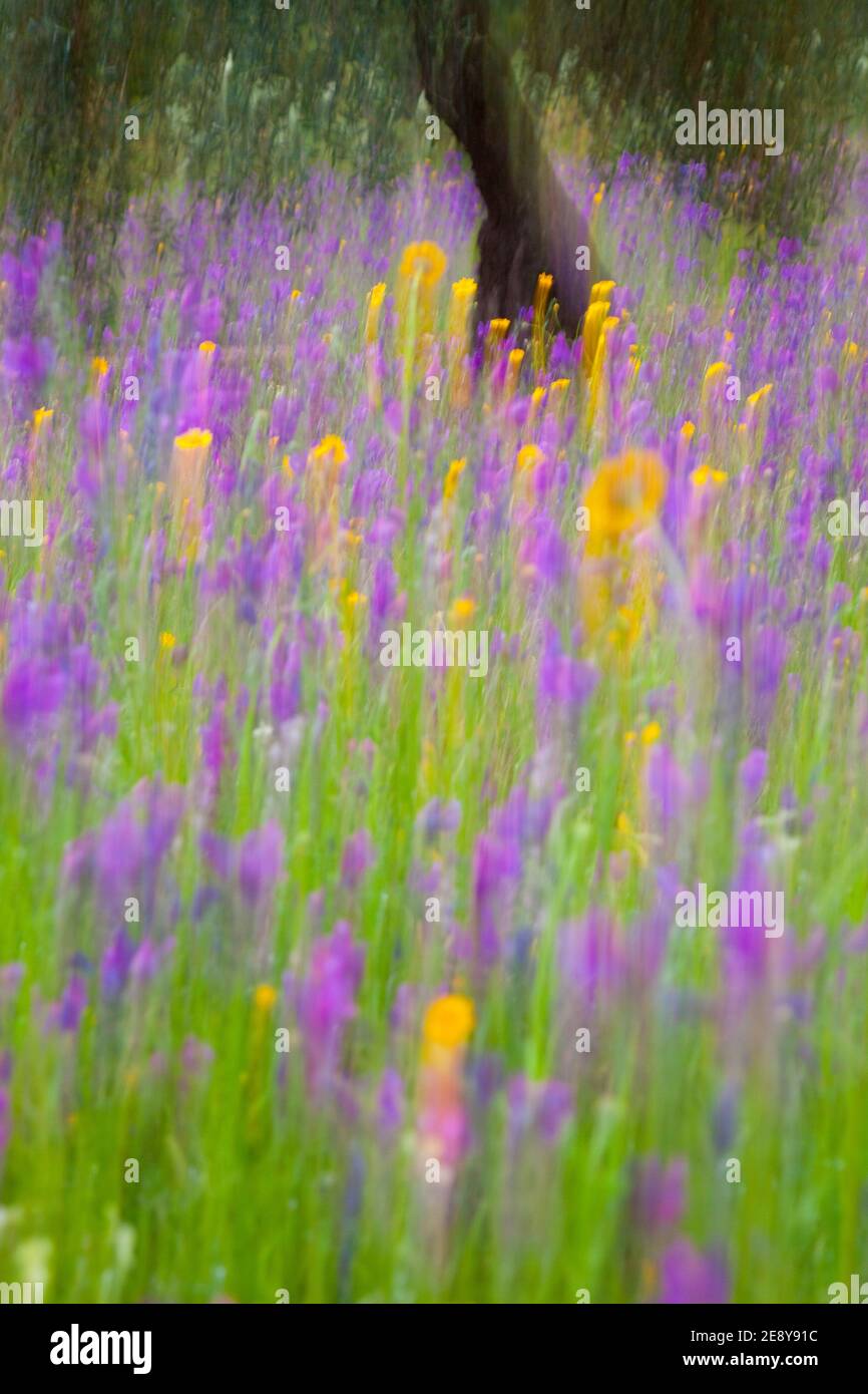 Primavera flora españa hi-res stock photography and images - Alamy