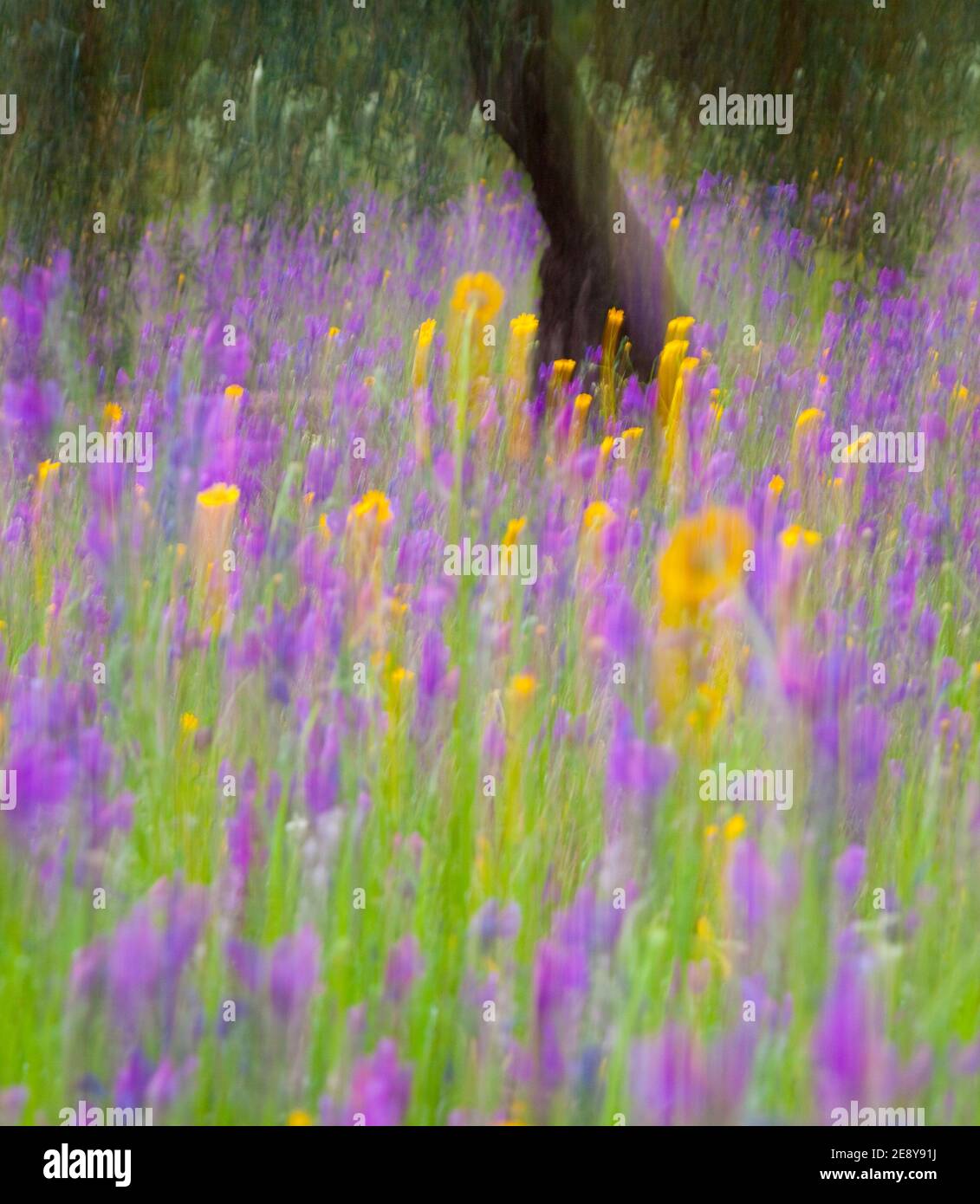Primavera flora españa hi-res stock photography and images - Alamy