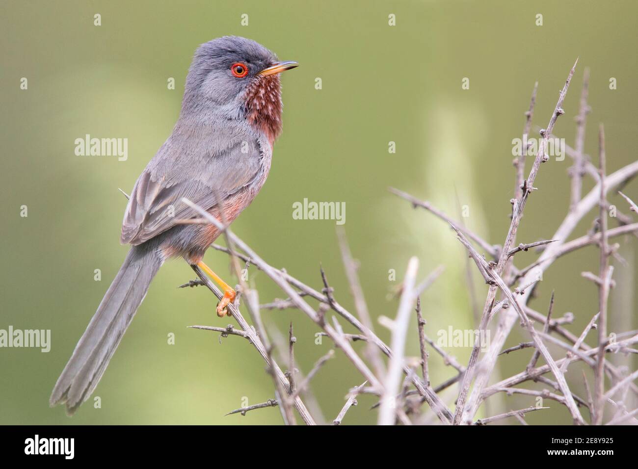 Dartford Warbler (Sylvia undata), side view of an adult male perched in a bush, Campania, Italy Stock Photo