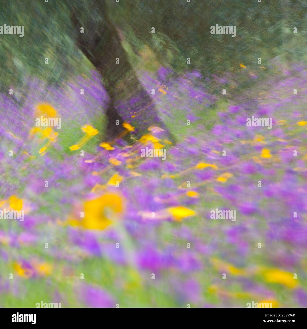 Primavera flora españa hi-res stock photography and images - Alamy