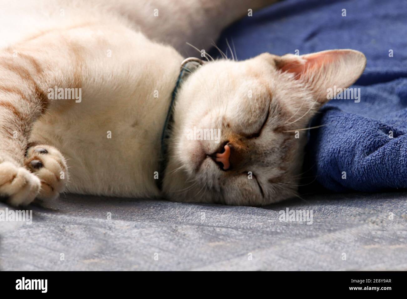 Closeup shot of a cute white cat sleeping on the sofa with eyes shut ...